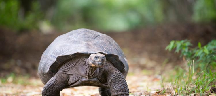 Galileo HAS Transforms Galápagos Tortoise Reintroduction Studies